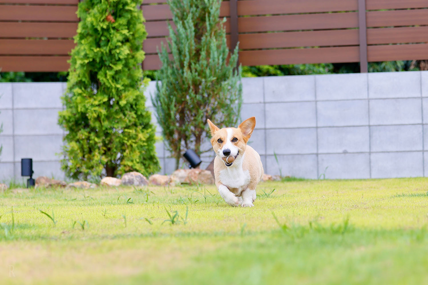 ドッグプールヴィラ千葉ミーモイヌモの130㎡を超える客室専用大型ドッグランを走る犬