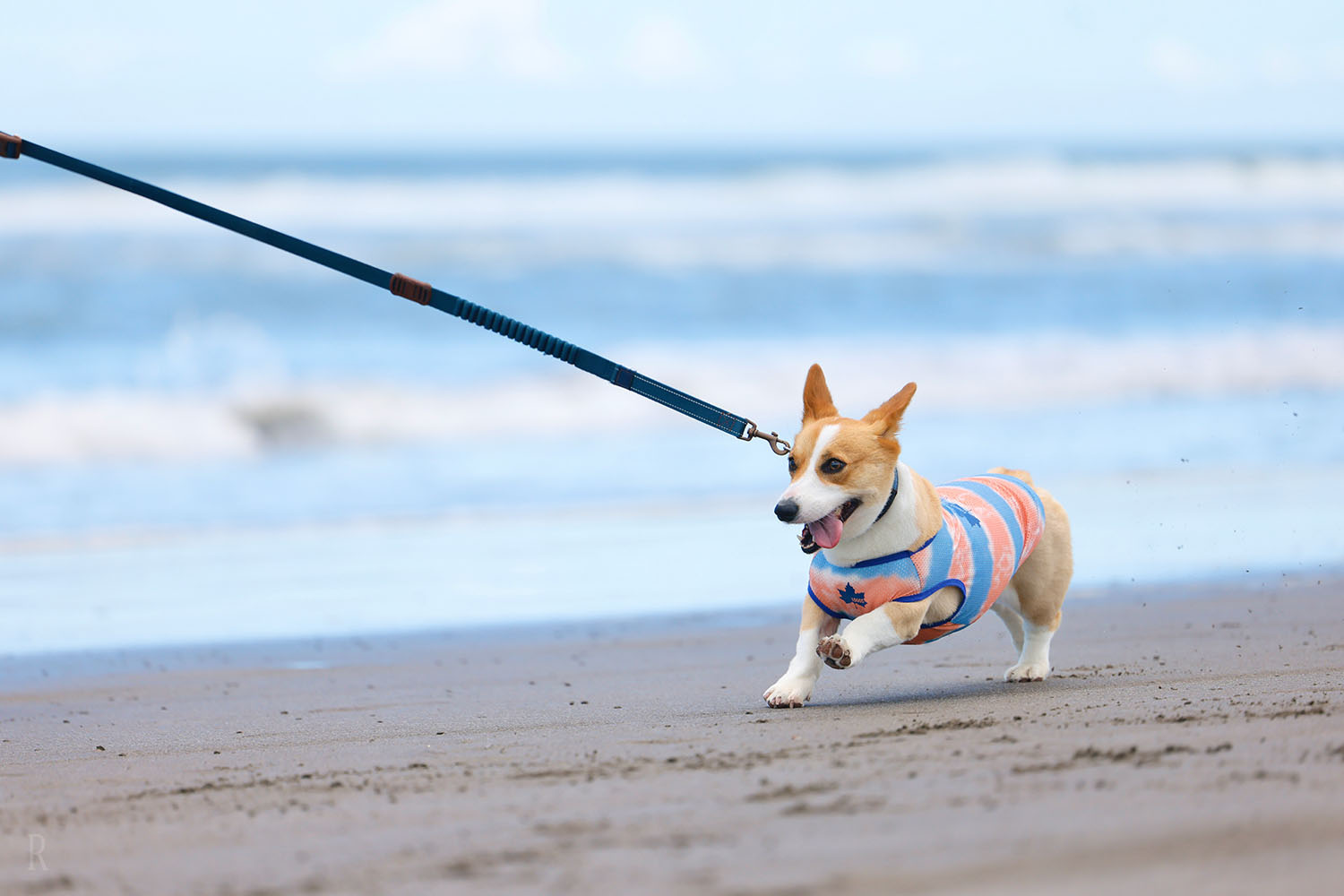 九十九里浜で走る犬