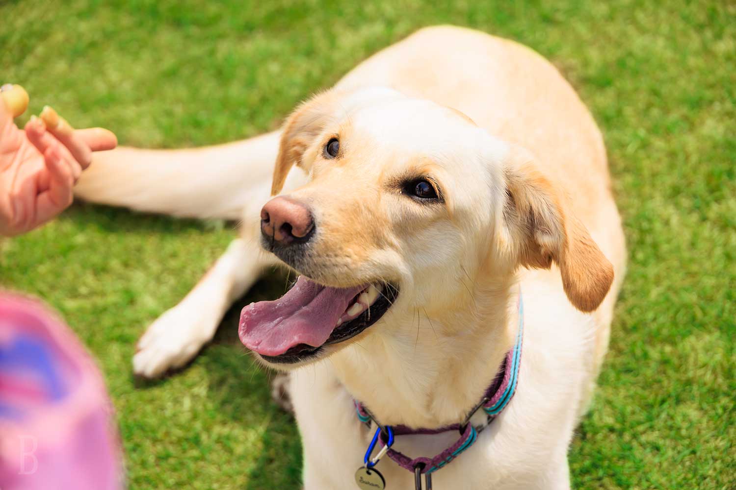 犬の画像