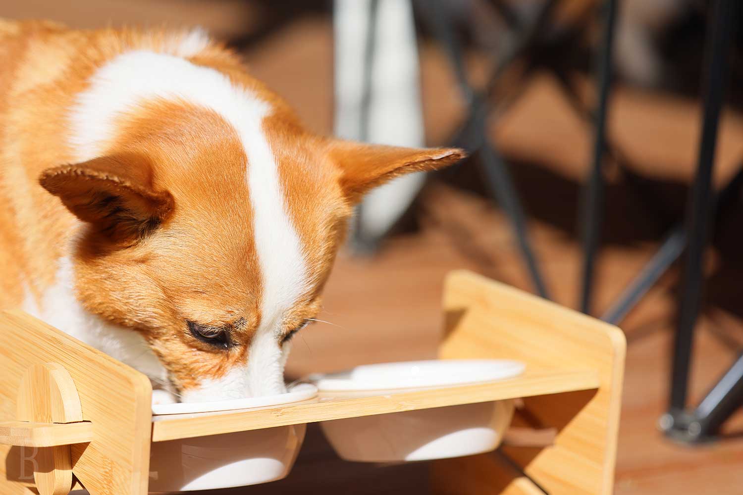 犬の画像
